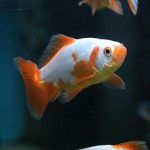 Jikin Goldfish 