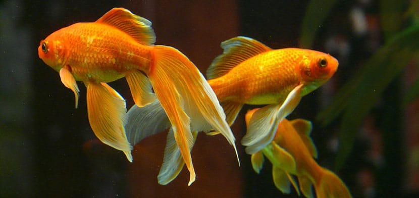 peces japoneses en acuario